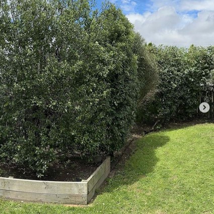 Hedge Trimming Wellington