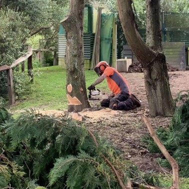 Wellington tree removal